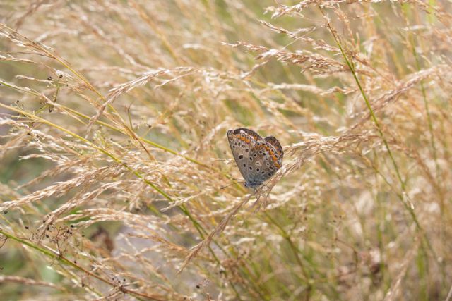 identificazione licenide